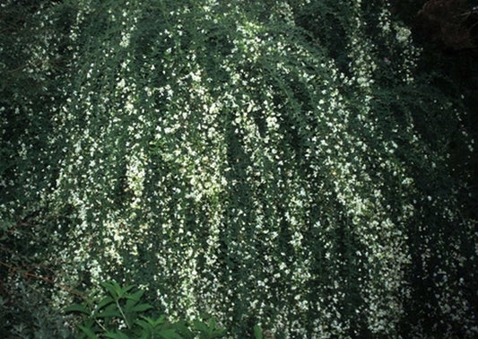 Image of Lespedeza thunbergii 'White Fountain' taken at Juniper Level Botanic Gdn, NC by JLBG