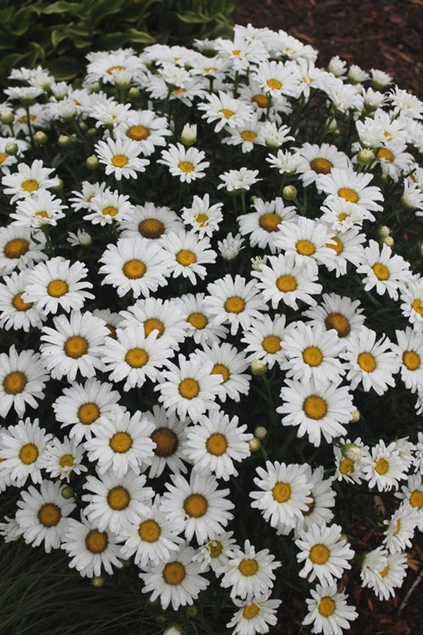 Image of Leucanthemum x superbum 'Daisy Duke' PP 21,914 taken at Juniper Level Botanic Gdn, NC by JLBG