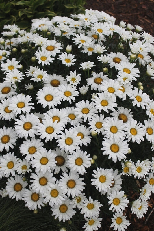 Image of Leucanthemum x superbum 'Daisy Duke' PP 21,914 taken at Juniper Level Botanic Gdn, NC by JLBG