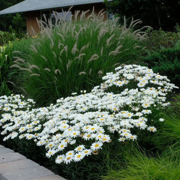 Image of Leucanthemum x superbum 'Daisy Duke' PP 21,914 taken at Juniper Level Botanic Gdn, NC by JLBG