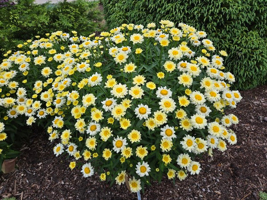Image of Leucanthemum x superbum 'Lemon Meringue' PPAF taken at Juniper Level Botanic Gdn, NC by JLBG