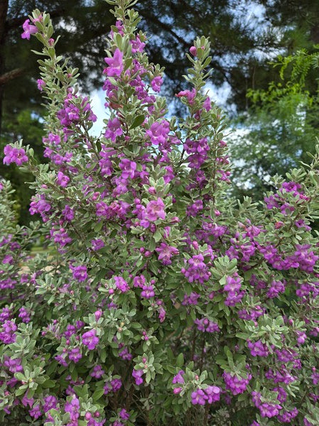 Image of Leucophyllum frutescens 'Silver Spirit' taken at Juniper Level Botanic Gdn, NC by JLBG