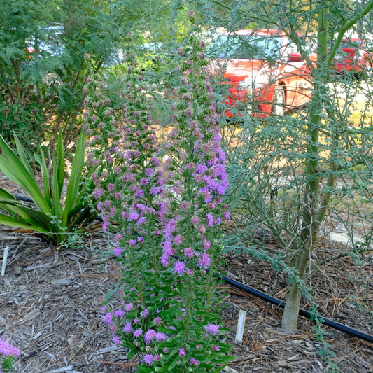 Image of Liatris aspera 'Bastrop' taken at Juniper Level Botanic Gdn, NC by JLBG