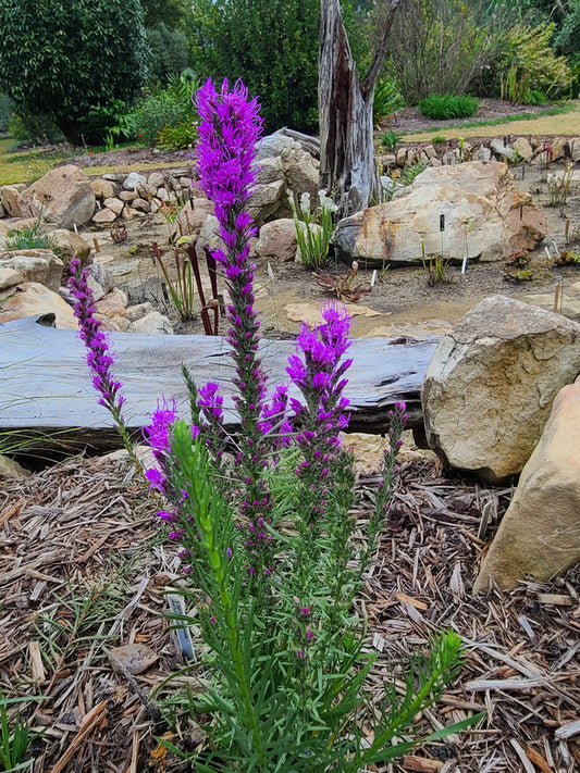 Image of Liatris mucronata 'Purple Hays' taken at Juniper Level Botanic Gdn, NC by JLBG