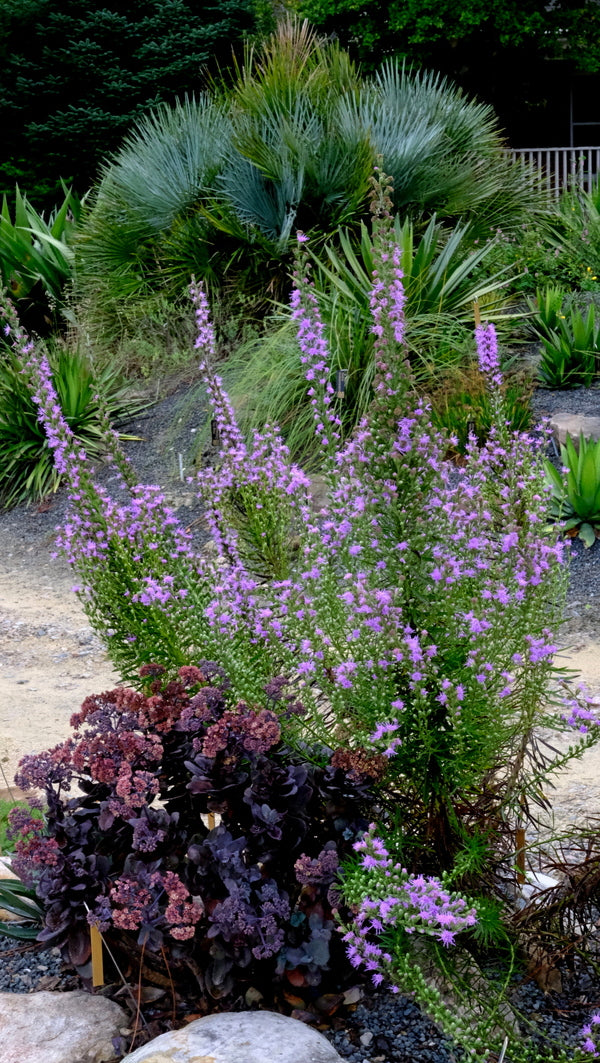 Image of Liatris pilosa 'Buckhorn Beauty' taken at Juniper Level Botanic Gdn, NC by JLBG