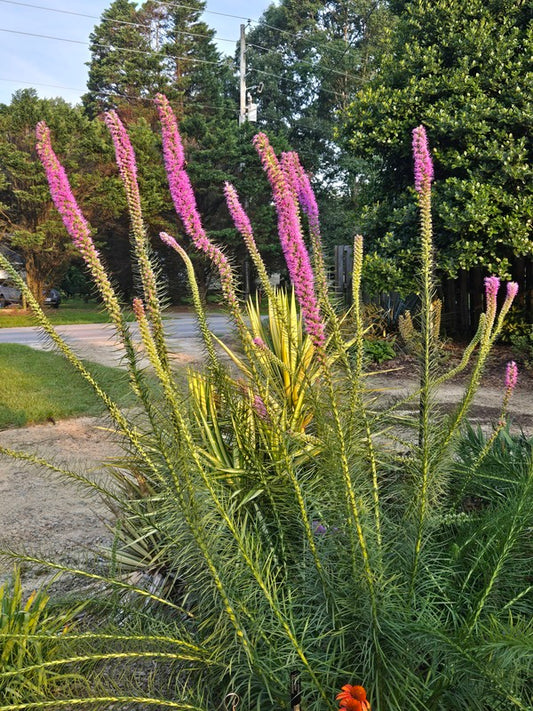 Image of Liatris pycnostachya 'Lavender Glowsticks' taken at Juniper Level Botanic Gdn, NC by JLBG