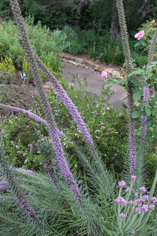 Image of Liatris pycnostachya taken at Mercer Botanic Garden by JLBG
