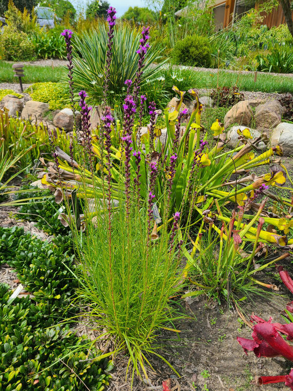 Image of Liatris resinosa 'American Voices' taken at Juniper Level Botanic Gdn, NC by JLBG
