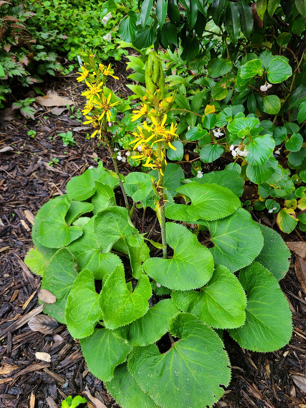 Image of Ligularia fischeri 'Sorak' taken at Juniper Level Botanic Gdn, NC by JLBG