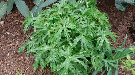 Image of Ligularia japonica 'Frosted Flecks' taken at Juniper Level Botanic Gdn, NC by JLBG