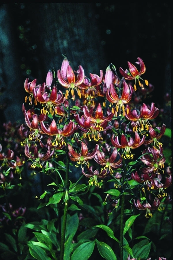 Image of Lilium 'Claude Shride' taken at H. Hansen Gdn, MN