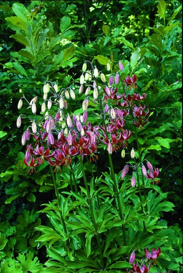 Image of Lilium 'Claude Shride' taken at H. Hansen Gdn, MN by H. Hansen