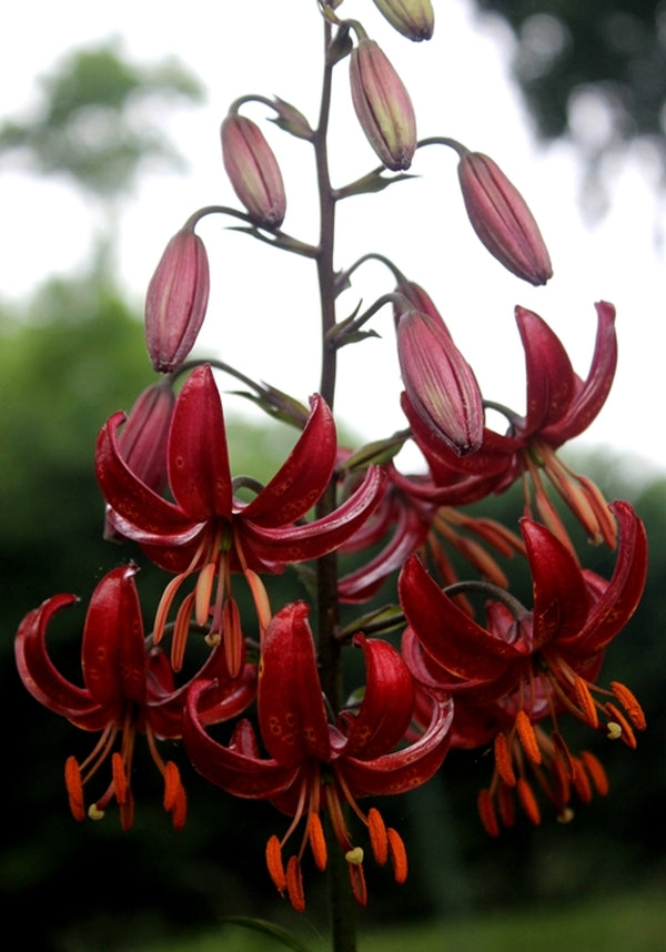 Image of Lilium 'Claude Shride'