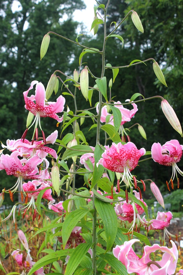 Image of Lilium speciosum 'Fourth of July'