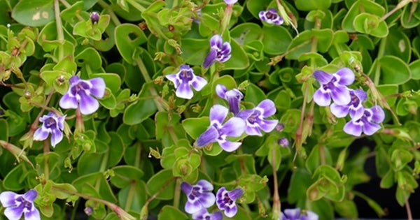 Image of Lindernia grandiflora