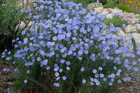 Image of Linum lewisii taken at Juniper Level Botanic Gdn, NC by JLBG