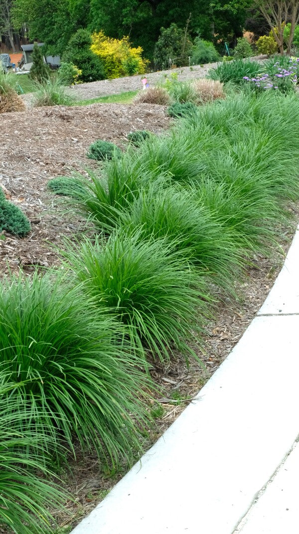 Image of Liriope gracilis 'Mop Top' taken at Juniper Level Botanic Gdn, NC by JLBG