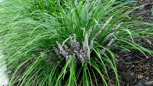 Image of Liriope gracilis 'Mop Top' taken at Juniper Level Botanic Gdn, NC by JLBG