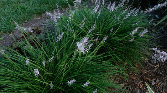 Image of Liriope longipedicellata 'Grape Fizz' taken at Juniper Level Botanic Gdn, NC by JLBG