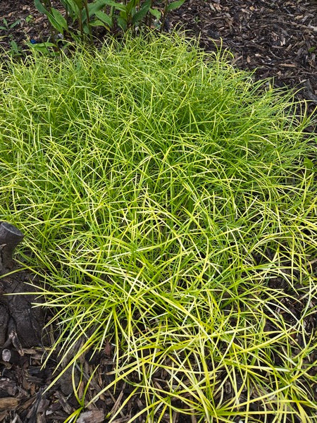 Image of Liriope minor 'Gotemba Gold' taken at Juniper Level Botanic Gdn, NC by JLBG