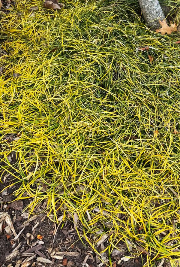 Image of Liriope minor 'Gotemba Gold' taken at Juniper Level Botanic Garden, Raleigh NC by LChurakova