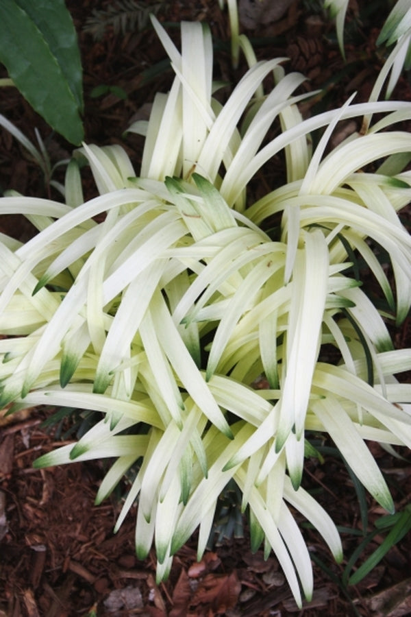 Image of Liriope muscari 'Okina' taken at Juniper Level Botanic Gdn, NC by JLBG