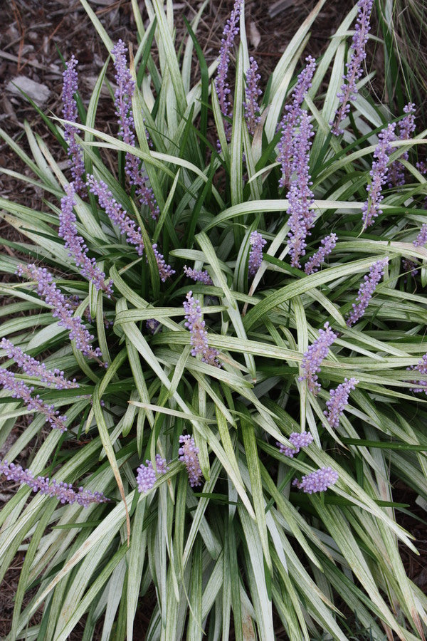 Image of Liriope muscari 'Okina' taken at Juniper Level Botanic Gdn, NC by JLBG