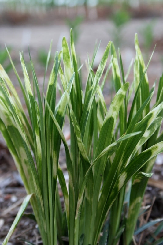 Image of Liriope muscari 'Sideswiped' taken at Juniper Level Botanic Gdn, NC by JLBG