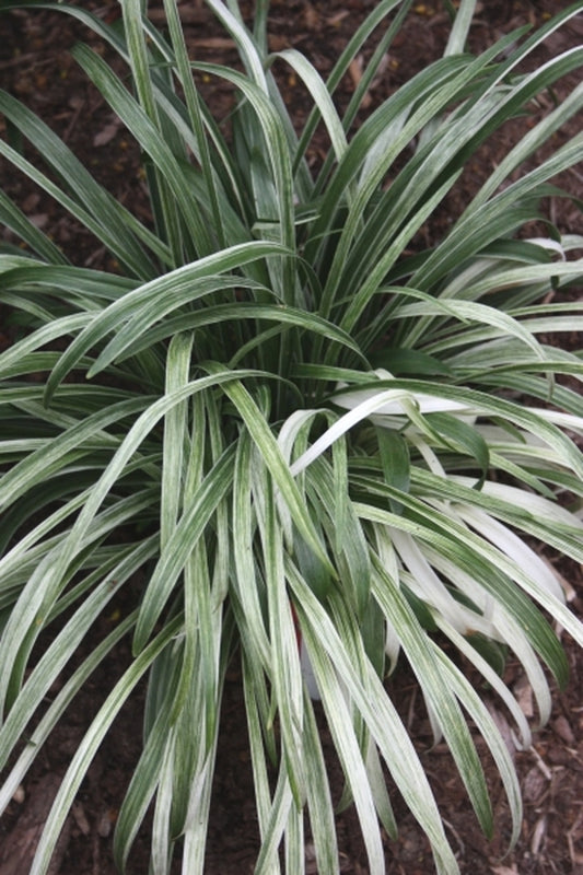 Image of Liriope muscari 'Sno Cone' PP 20,605 taken at Juniper Level Botanic Gdn, NC by JLBG