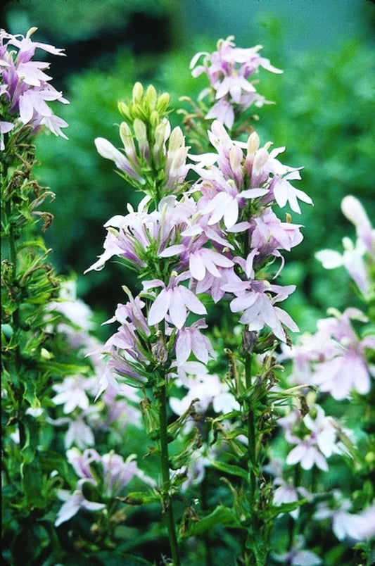 Image of Lobelia 'Cotton Candy' taken at Juniper Level Botanic Gdn, NC by JLBG