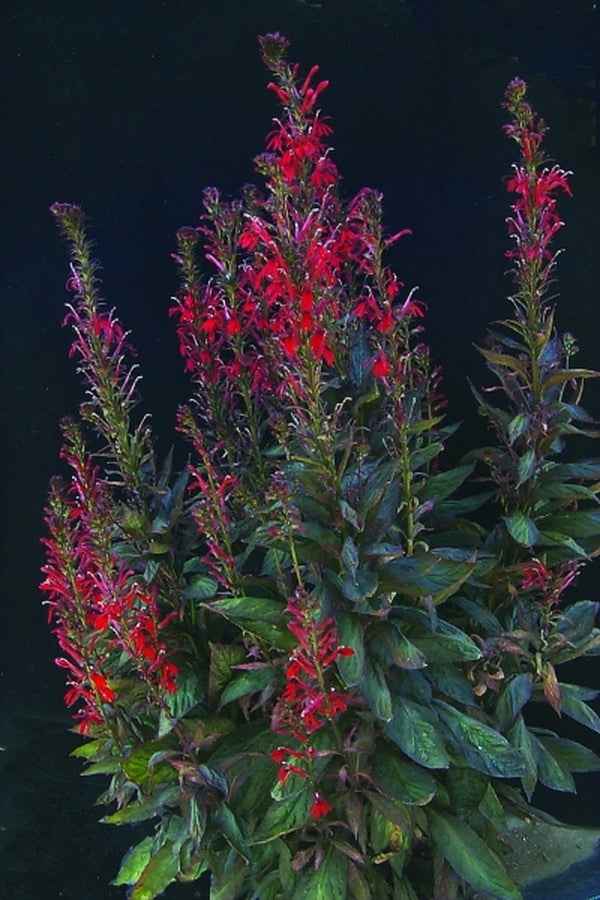 Image of Lobelia 'Crown Royal' taken at Terra Nova Nurseries, OR by Terra Nova Nurseries
