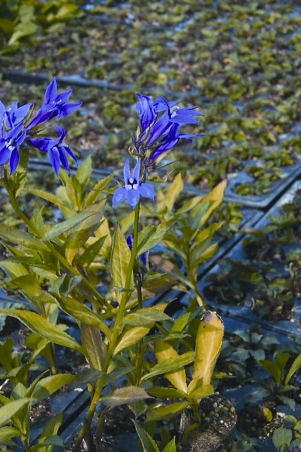 Image of Lobelia 'Grape Knee-Hi' PP 13264 PVR taken at Terra Nova Nurseries, OR by Terra Nova Nurseries