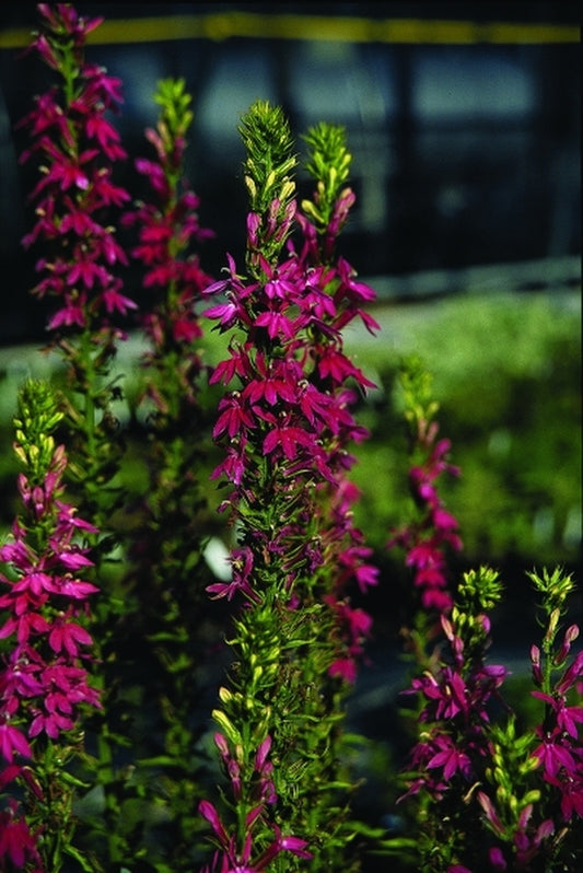 Image of Lobelia 'Rose Beacon' taken at Juniper Level Botanic Gdn, NC by JLBG