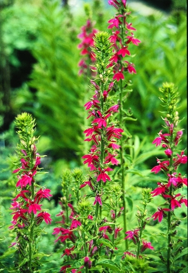 Image of Lobelia 'Rose Beacon' taken at Juniper Level Botanic Gdn, NC by JLBG