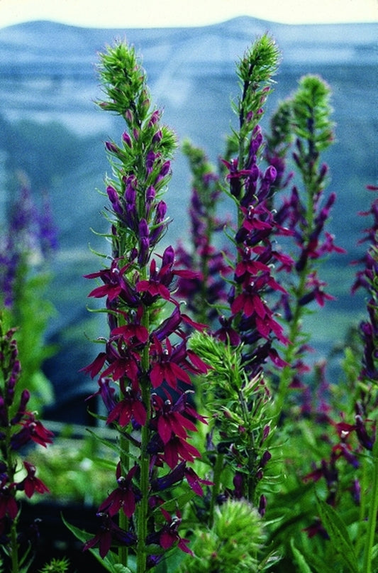 Image of Lobelia 'Ruby Slippers' taken at Juniper Level Botanic Gdn, NC by JLBG