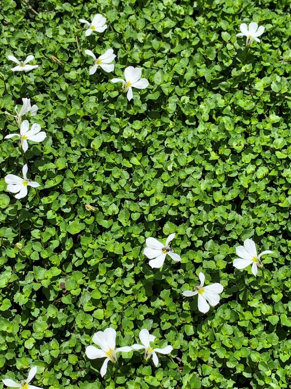 Image of Lobelia angulata taken at Juniper Level Botanic Gdn, NC by C. Hardison