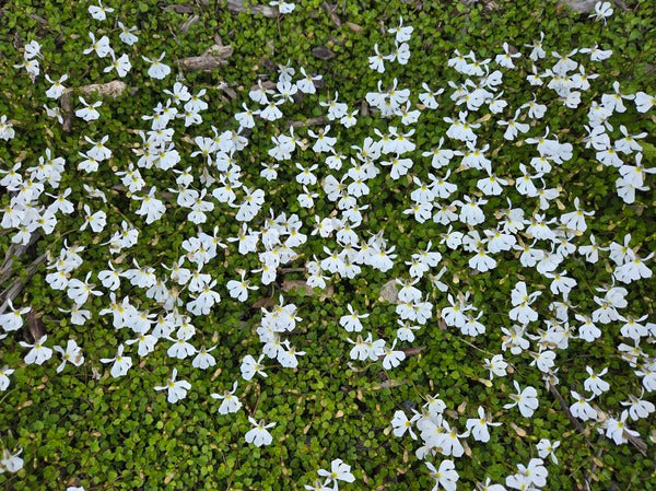 Image of Lobelia angulata taken at Juniper Level Botanic Gdn, NC by JLBG