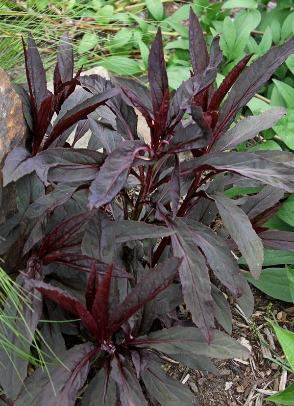 Image of Lobelia cardinalis 'Black Truffle' PP 25,687