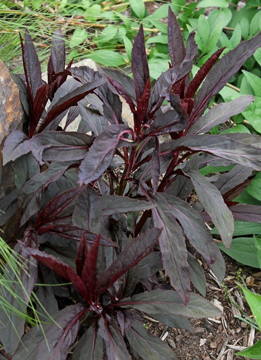 Image of Lobelia cardinalis 'Black Truffle' PP 25,687