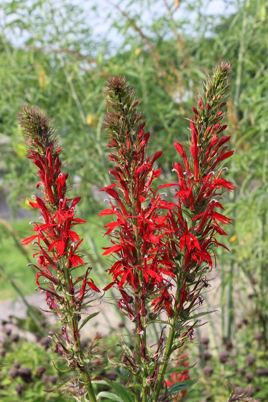 Image of Lobelia cardinalis 'Towering Inferno' taken at Juniper Level Botanic Gdn, NC by JLBG