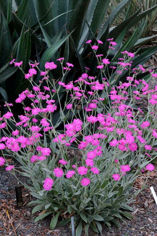 Image of Lychnis 'Hill Grounds' taken at Juniper Level Botanic Gdn, NC by JLBG
