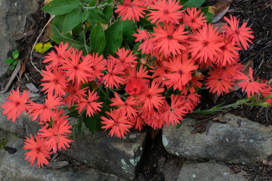 Image of Lychnis senno 'Once in a Vermillion' taken at Juniper Level Botanic Gdn, NC by JLBG