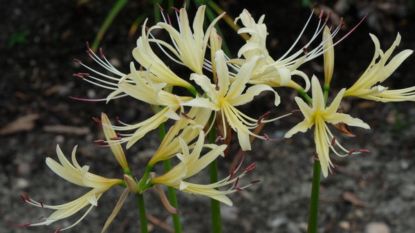 Image of Lycoris x albiflora 'Harvest Moon' taken at Juniper Level Botanic Gdn, NC by JLBG