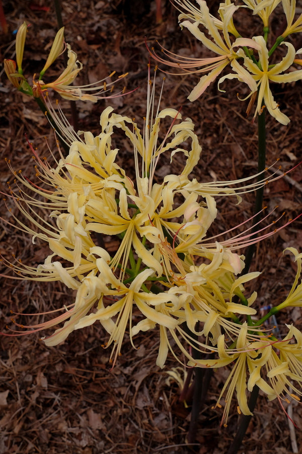 Lycoris x albiflora 'Yellow Swallowtail' | Yellow Swallowtail