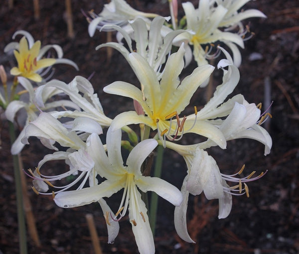 lily white eyes Lycoris x caldwellii 'Eye Scream'