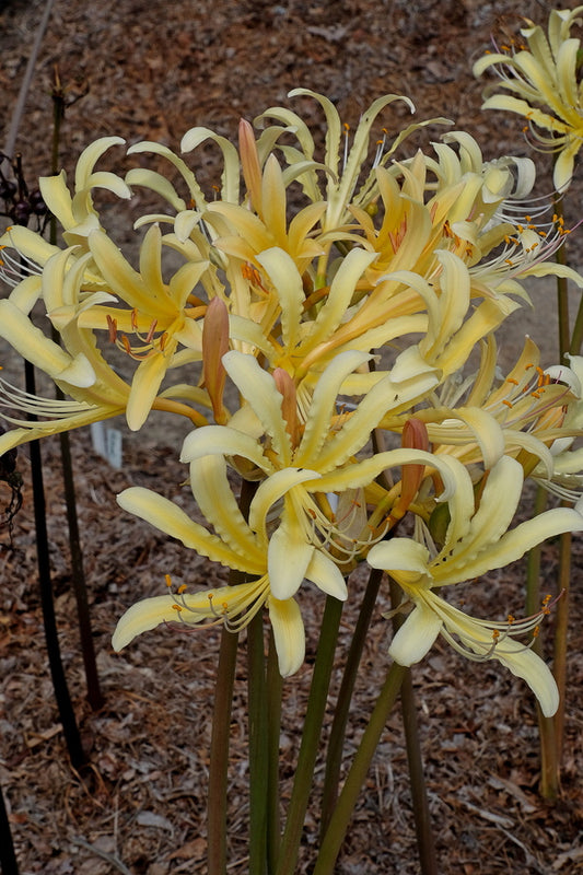 Image of Lycoris x caldwellii 'Sunray' taken at Juniper Level Botanic Gdn, NC by JLBG