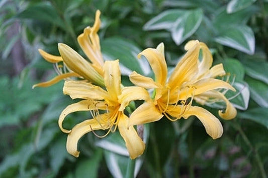 Image of Lycoris chinensis taken at Juniper Level Botanic Gdn, NC by JLBG