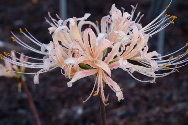 Lycoris x elsiae 'Autumnal Streaker' | Autumnal Streaker Surprise Lily