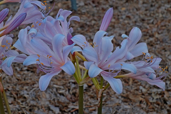 Image of Lycoris x incarnata 'Blue Pearl' taken at Juniper Level Botanic Gdn, NC by JLBG