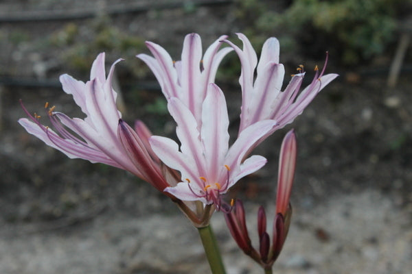 asiatic lily peppermint joy Learn about Lycoris x incarnata 'Peppermint' | Peppermint Surprise Lily